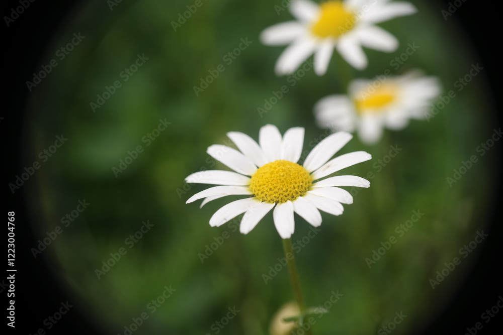Obraz premium Piante e fiori