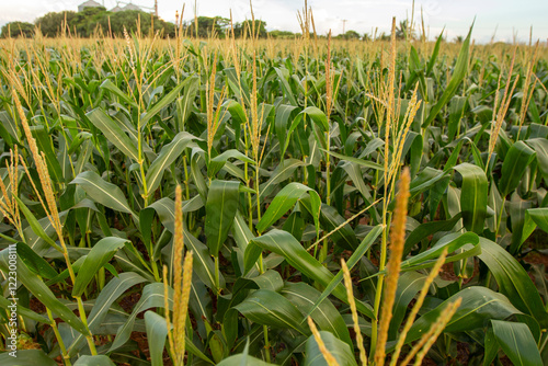 Plantação de milho no estado de Mato Grosso (Brasil)