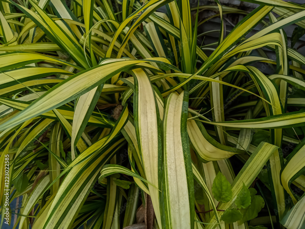spider plant, also known as Chlorophytum comosum. spider plant, also known as Chlorophytum comosum.