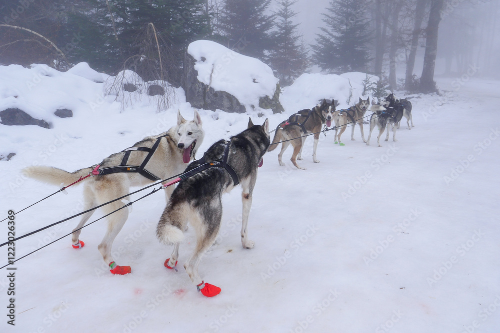 A team of sled dogs pulls a sled through a snowy terrain shrouded in fog, showcasing their strength and agility in chilly winter weather. A team of sled dogs pulls a sled through a snowy terrain shrouded in fog, showcasing their strength and agility in chilly winter weather.