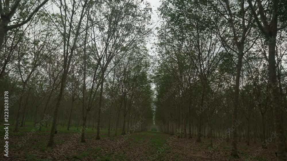 Rubber trees in the garden, Rubber plantations in Thailand, Agriculture, Economy, Industry, woody plants Rubber trees in the garden, Rubber plantations in Thailand, Agriculture, Economy, Industry, woody plants