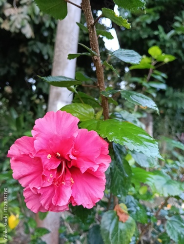 It is an artificial hybrid created in cultivation in pre-European times by Polynesians in the west Pacific from the species Hibiscus cooperi