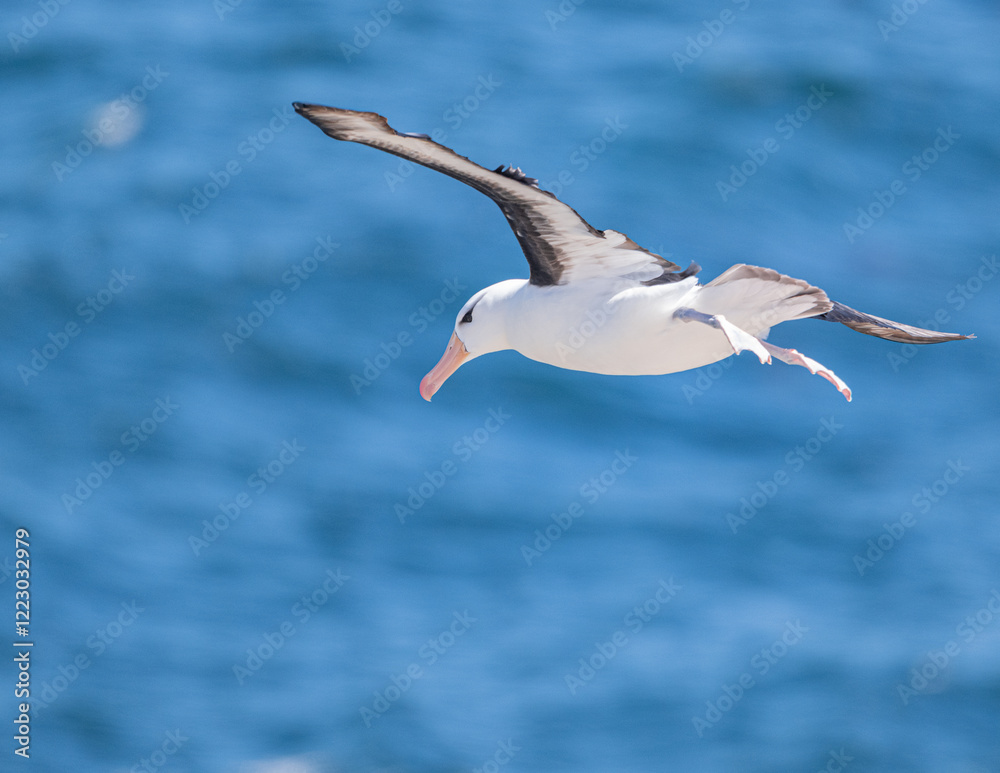 Obraz premium Black browed albatross in flight