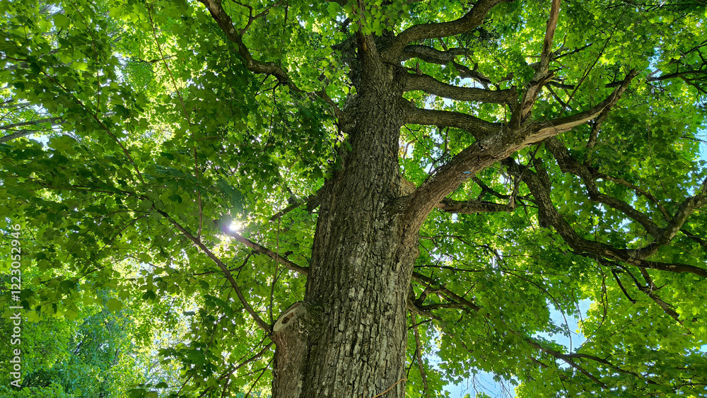 Fototapeta premium maple tree in the spring growing in the forest