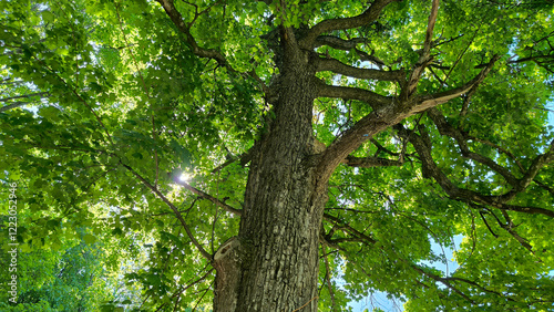 maple tree in the spring growing in the forest