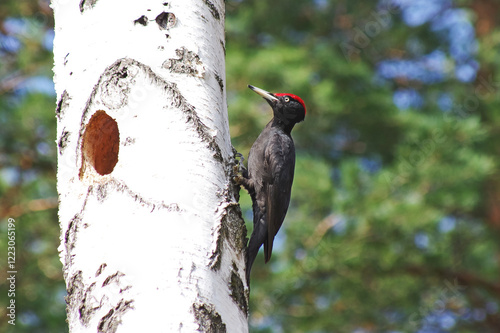 Black woodpecker on the tree