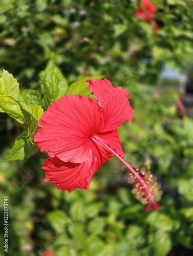 Hibiscus rosa-sinensis, It is an artificial hybrid created in cultivation in pre-European times by Polynesians in the western Pacific from the species Hibiscus cooperi 
