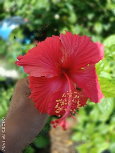 Hibiscus rosa-sinensis, It is an artificial hybrid created in cultivation in pre-European times by Polynesians in the western Pacific from the species Hibiscus cooperi 