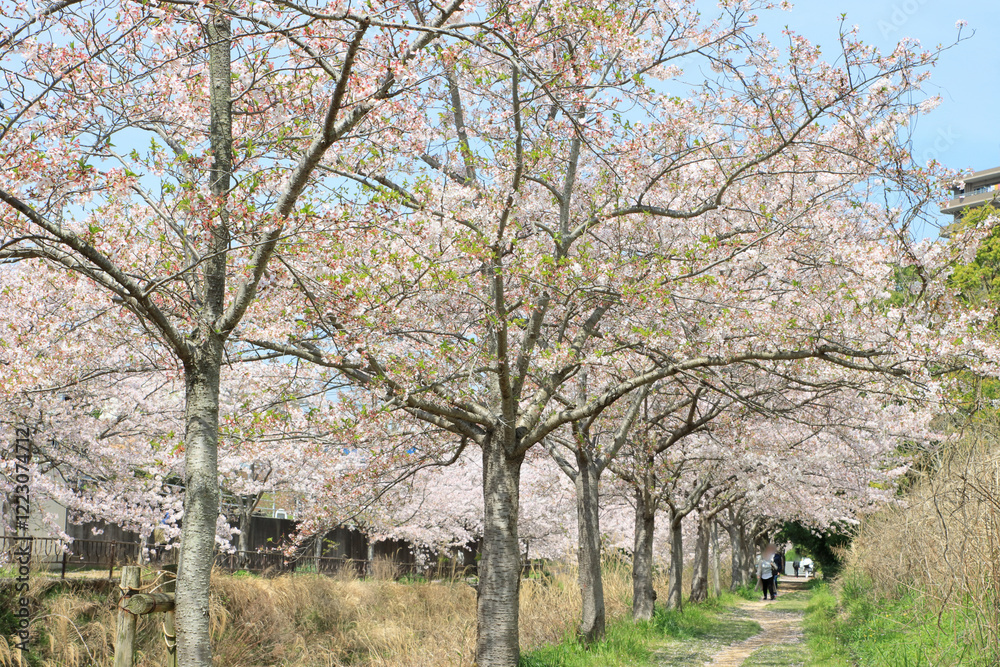 満開の桜並木 満開の桜並木