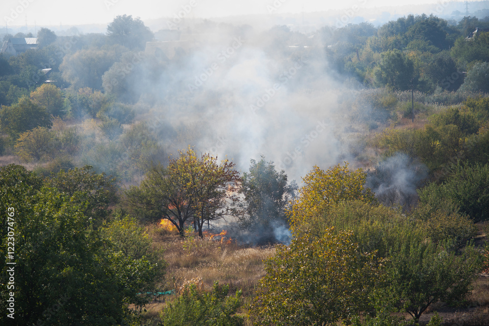 Fototapeta premium Forest fires grass dry vegetation