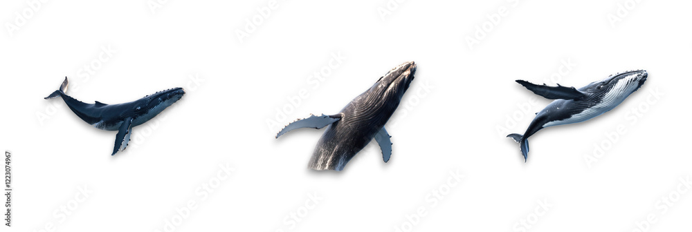 Fototapeta premium A group of whales isolated on a transparent background