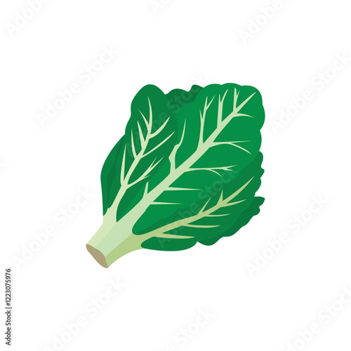 leafy green vegetable vector illustration romaine lettuce