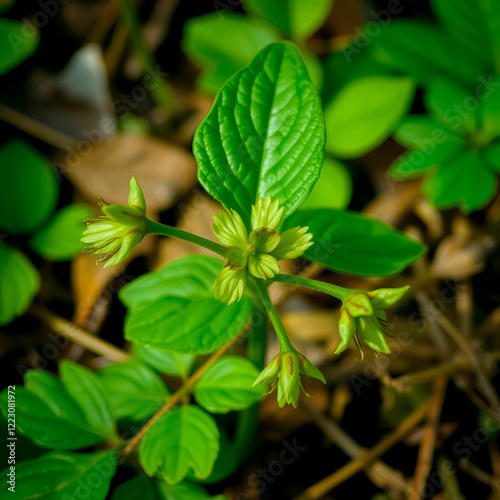 spring in the wild Mercurialis perennis, dog's mercury poisonous collected by an herbalist to prepare an emetic, ophthalmic and purgative elixir. used externally to treat menstrual pain photo