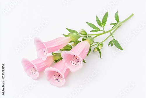 Delicate pink flowers with bell-shaped blooms and green leaves on a white background