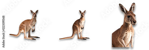 Isolated kangaroo on transparent background, showcasing natural poses