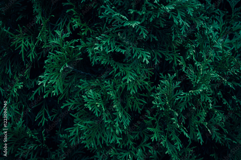 Fototapeta premium A close up of green White Cedar Thuja branches
