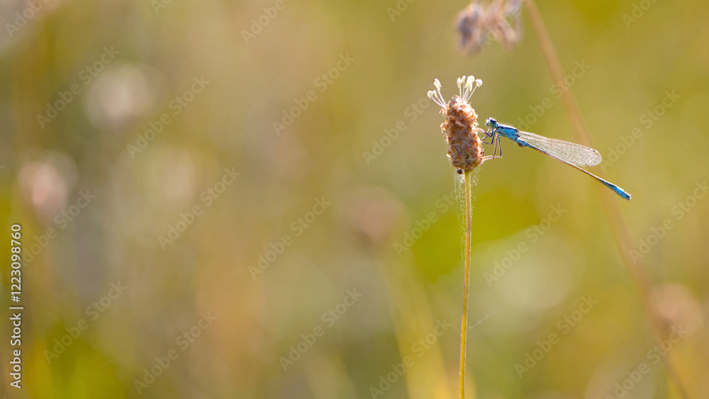 Coenagrionidae. little blue dragonfly sitting on a plant in field. beautiful dragonfly in the meadow, natural green background, close-up. macro photo of an insect, place for text Coenagrionidae. little blue dragonfly sitting on a plant in field. beautiful dragonfly in the meadow, natural green background, close-up. macro photo of an insect, place for text