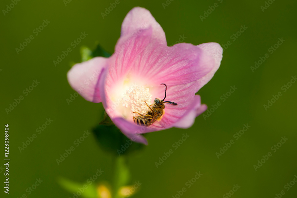 Fototapeta premium bee in pink flower. wild bee sits in a delicate pink flower on a green background. Altea medicinal, Althaea officinalis. beautiful pink meadow flower. Purple mallow, little bee, insect close-up