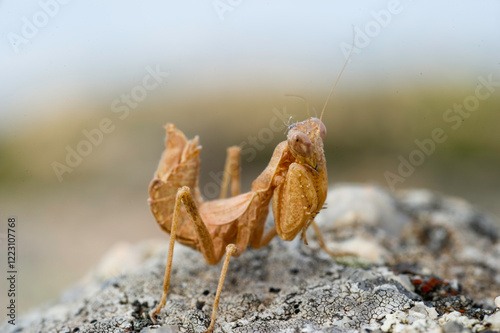 European Dwarf Mantis, female, Kleine Fangschrecke, Weibchen, Ameles spallanzania, Fangschrecken, Gottesanbeterin Sardinia Italy photo