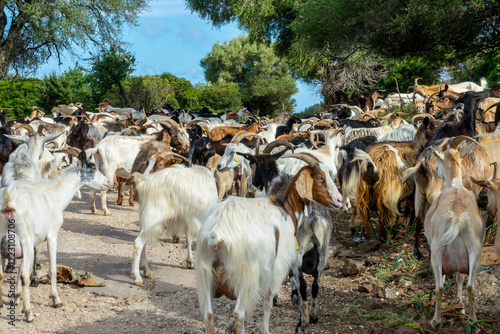 Herd of goats on a rural road in the Supramonte mountains, Sardinia island, Italy