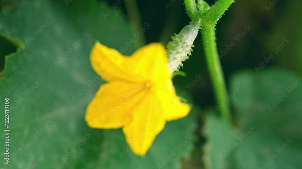 Small cucumber with yellow flower and tendrils close-up on the garden bed. High quality 4k footage Small cucumber with yellow flower and tendrils close-up on the garden bed. High quality 4k footage