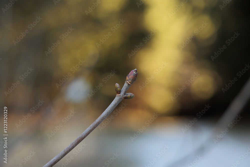 Φωτογραφία vista macro di germogli su un ramo sottile di un albero, in novembre, con sfondo