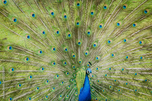 The head of a peacock in the middle of its tail.