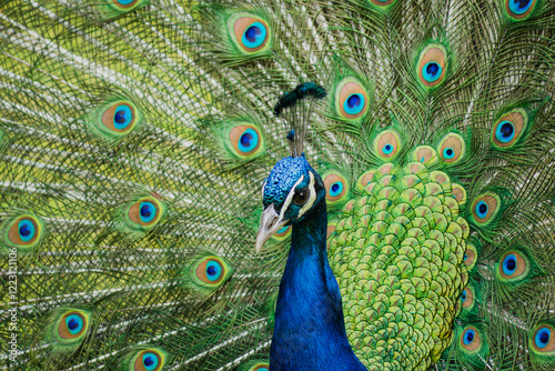The head of a peacock in the middle of its tail.