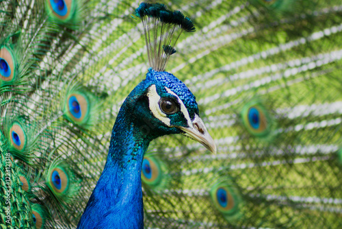 The head of a peacock in the middle of its tail.