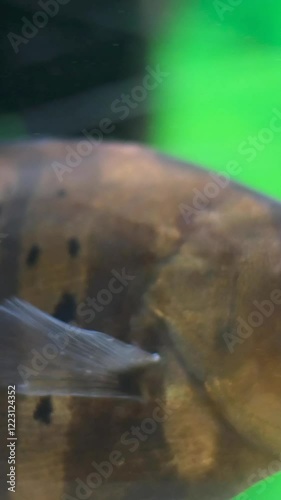 tiger bass group of predatory fish swimming in a clean and clear water aquarium photo