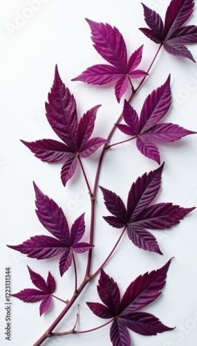 Purple Siamese chaulmoogra leaves scattered on white surface, plant, foliage, photo