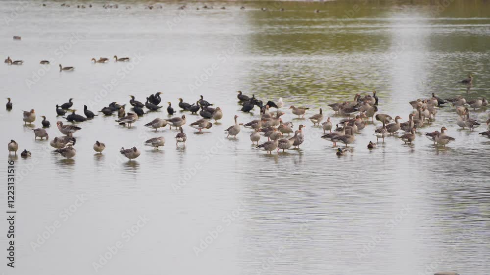 flock of geese and cormorants flock of geese and cormorants
