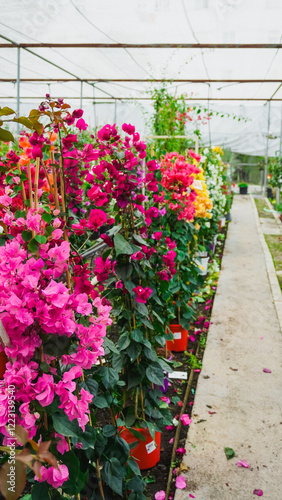 A vibrant and colorful greenhouse filled with various shades of pink bougainvillea plants. The plants are potted and arranged in neat rows along a concrete pathway. The structure of the greenhouse 
