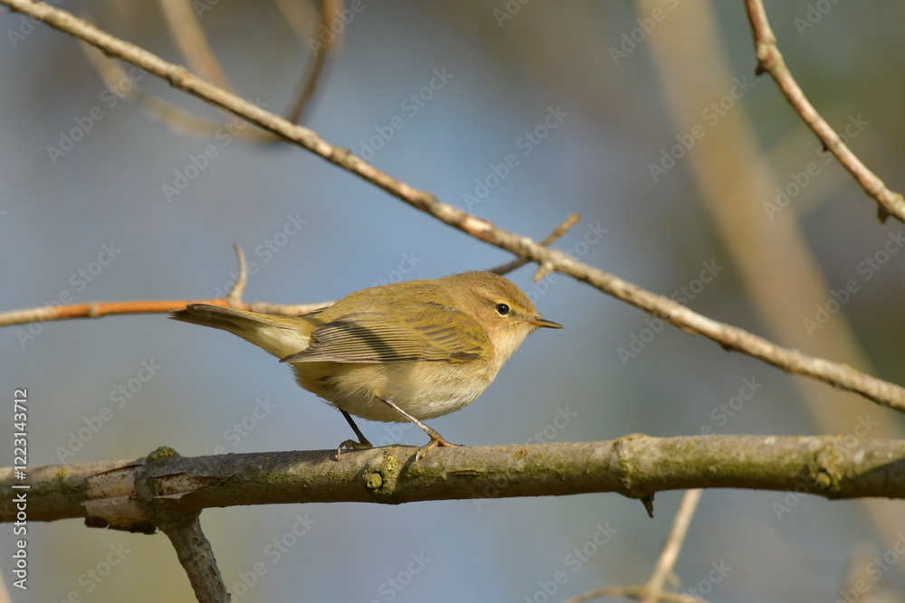 Obraz premium Common Chiffchaff - (Phylloscopus collybyta) 