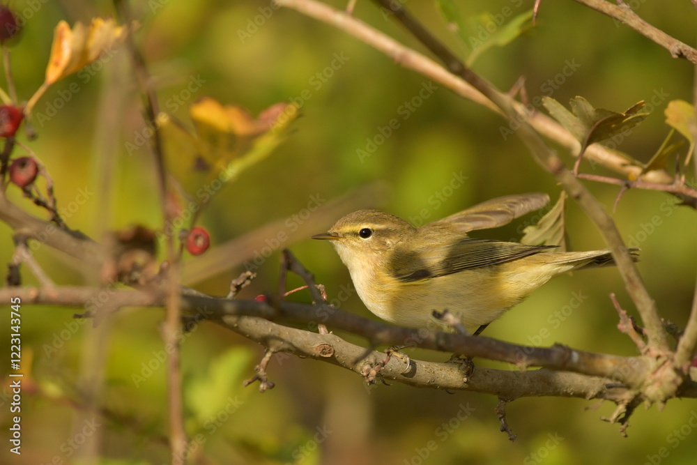 Common Chiffchaff - (Phylloscopus collybyta) Common Chiffchaff - (Phylloscopus collybyta)