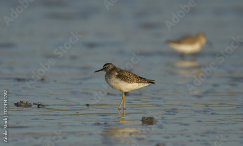 Marsh sandpiper -  (Tringa stagnatilis)  photo