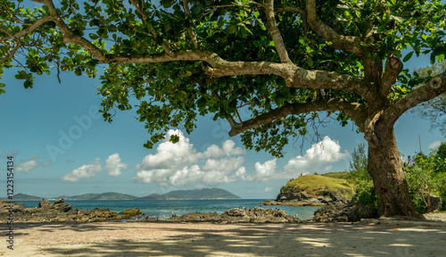 Beautiful tree seen from the São Matheus Fort, in sea freight, located in Cabo Frio, Rio de Janeiro, Brazil.