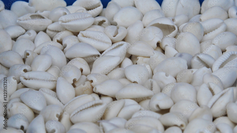 White small seashells are piled up White small seashells are piled up