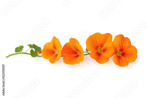 Vibrant orange flowers arranged elegantly on a white background, showcasing their beauty