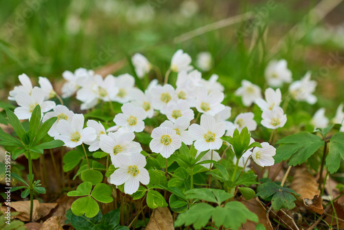 Waldsauerklee, Oxalis acetosella, Gemeiner Sauerklee, Aalen, Deutschland