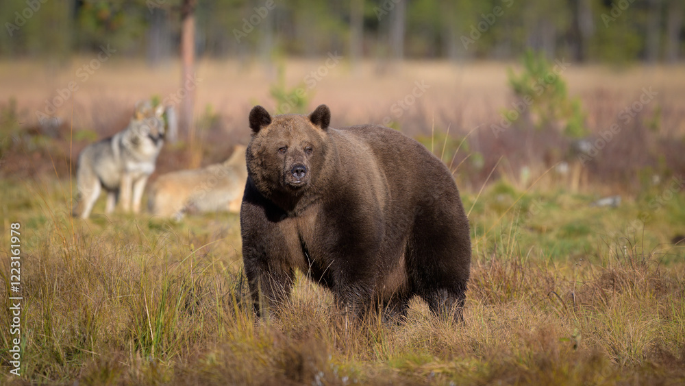 Fototapeta premium European brown bear and wolves