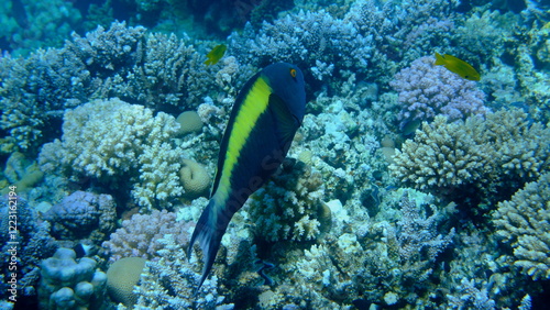 Bicolour parrotfish (Cetoscarus bicolor) undersea, Red Sea, Egypt, Sharm El Sheikh, Montazah Bay photo