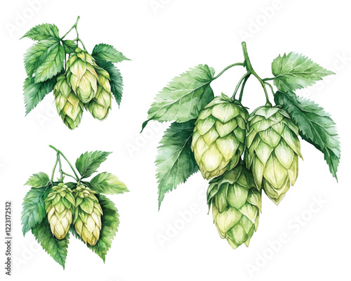 hop cones collection