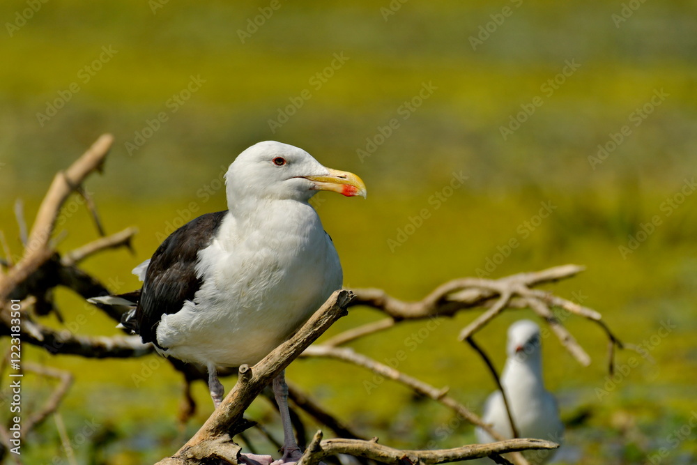 Great black-backed gull (Larus marinus) Great black-backed gull (Larus marinus)