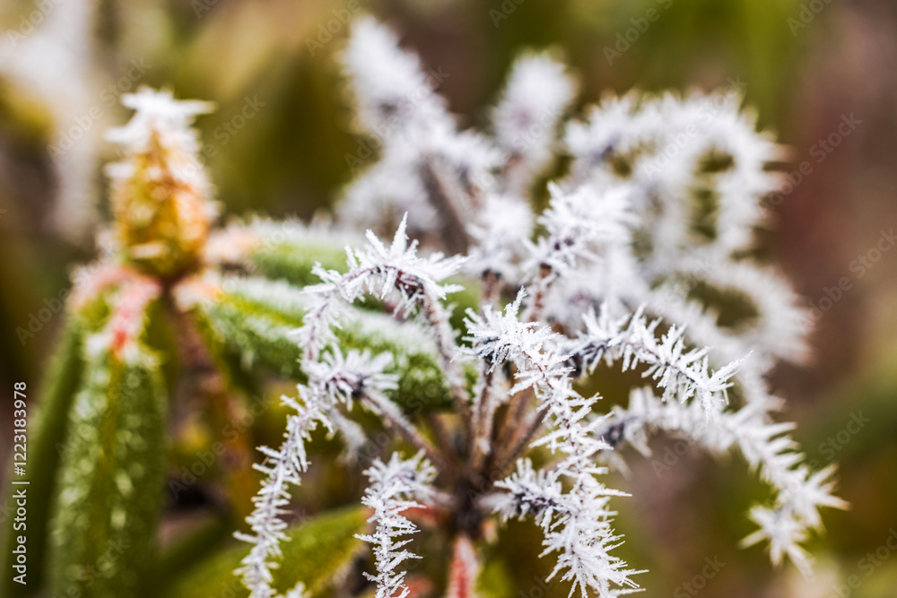 Close-up view of frost-covered rhododendron branches with ice crystals forming intricate patterns in winter. Close-up view of frost-covered rhododendron branches with ice crystals forming intricate patterns in winter.