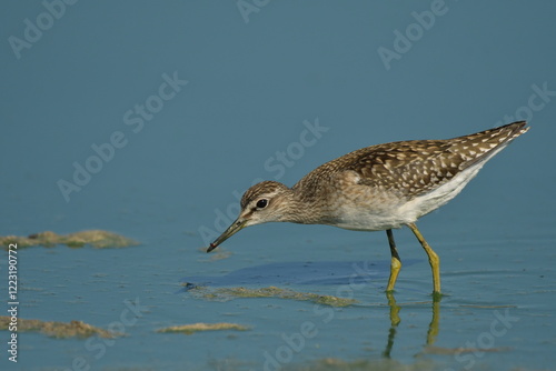 Wood Sandpiper (Tringa glareola)  photo