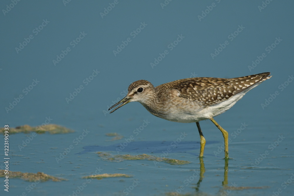 Wood Sandpiper (Tringa glareola) 