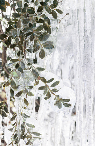 frozen branches with leaves and icicles after a winter storm