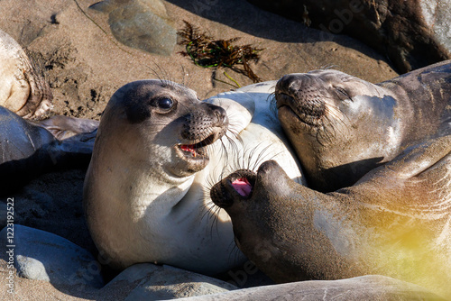 Three  young bull elephant seals lounging and learning how to fight at the Piedras Blancas Marine reserve.