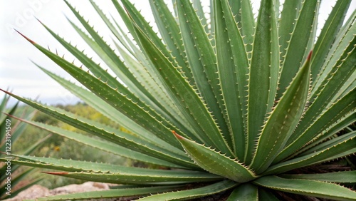Close-up of Sotol plant's thick fleshy leaves with waxy texture, cactus alternatives, succulent leaf, desert foliage, , sotol
